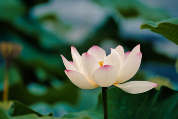 Obraz premium 蓮の花