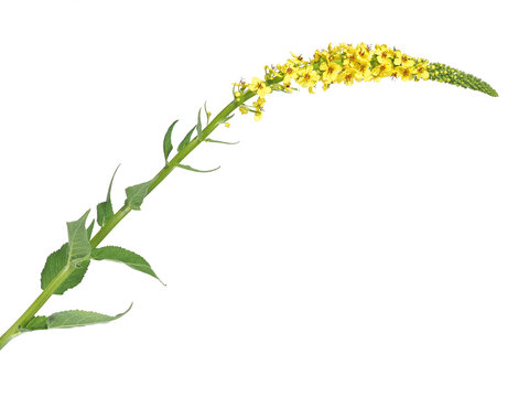 Yellow flower of black or dark mullein isolated on white