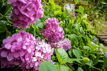 flowers in the garden