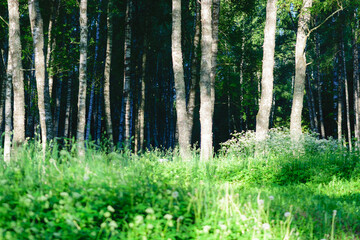 Birch grove in the morning sunlight