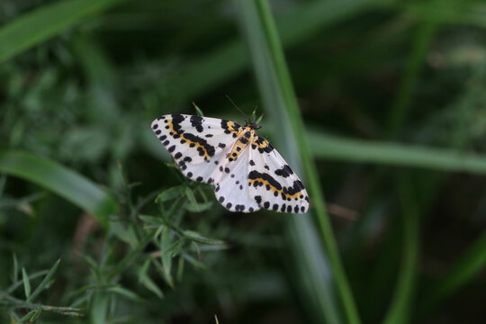 Abraxas Bilder Durchsuchen 124 Archivfotos, und Videos