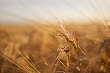 Fototapeta premium Close-up of barley. Cereal plant on agricultural field at golden sunset..