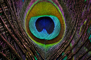 Fototapeta premium Peacock feather closeup. Peafowl feather. Mor pankh. Abstract background. Janmashtami background.