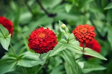 マリーゴールド