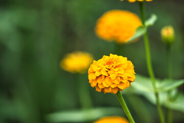 マリーゴールド