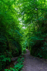Fototapeta na wymiar The Dragon Gorge in the Thuringian Forest