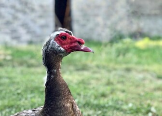 portrait of a domestic duck in the courtyard in the village in summer