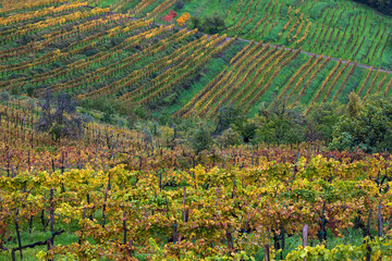 Autumn Colours in Vineyards of Goriscka Brda Slovenia at Bad Weather