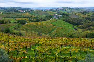 Autumn Colours in Vineyards of Goriscka Brda Slovenia at Bad Weather