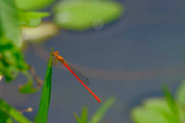 ベニイトトンボ