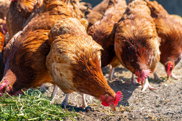 Chickens on traditional free range poultry farm