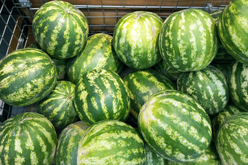 Watermelons in  bunch on the counter of the store.