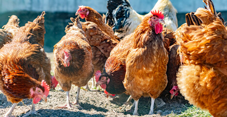 Chickens on traditional free range poultry farm