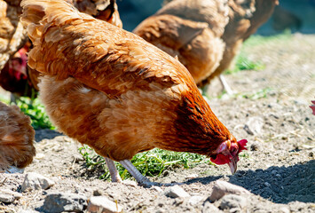 Chickens on traditional free range poultry farm