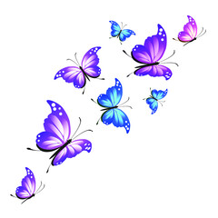 butterflies on a white backgrond