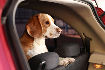 Cute Beagle dog in car. Adorable pet
