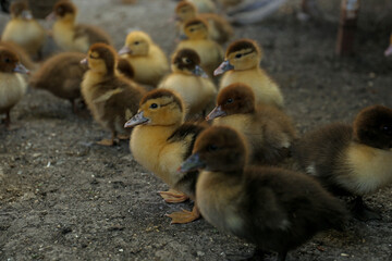 Group of cute fluffy ducklings in farmyard