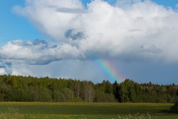 Obraz na płótnie Canvas A rapeseed field in front of a rainbow above a forest against the sky by summer day