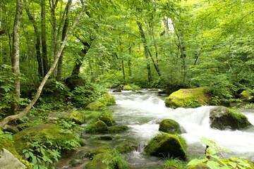 Obraz premium 奥入瀬渓流