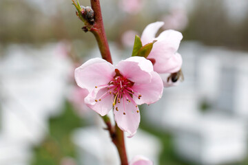 Branch of beautiful blossoming peach tree outdoors, closeup. Spring season