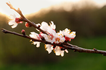 Branch of beautiful blossoming cherry tree outdoors, closeup. Spring season