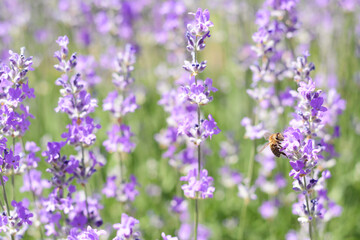 Fototapeta na wymiar Beautiful lavender flowers growing in field, closeup
