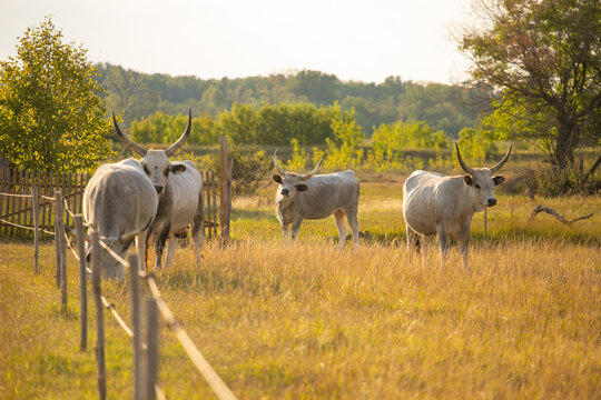 hungarian grey cattle