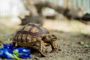 Sucata tortoise on the ground