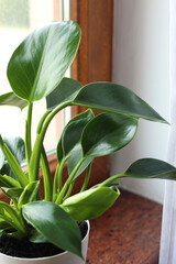 Beautiful green houseplant on window sill indoors, closeup © New Africa