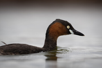 The little grebe, also known as dabchick, is a member of the grebe family of water birds