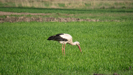 Obraz na płótnie Canvas stork on the meadow
