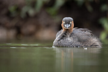 The little grebe, also known as dabchick, is a member of the grebe family of water birds