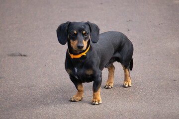 dachshund