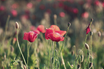 Naklejka premium Beautiful blooming red poppy flowers in field