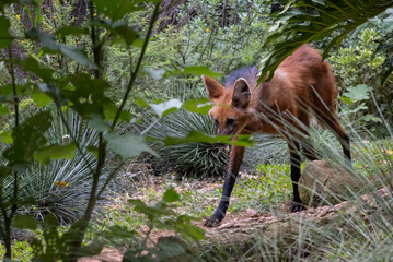 maned wolf, animal symbol of the Brazilian cerrado