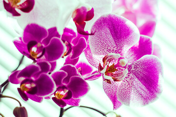 pink orchid flowers different sizes 
