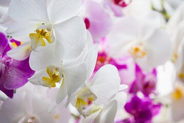 Obraz na płótnie Canvas white orchid flowers
