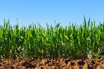 wheat ear macro photo / crop field agriculture