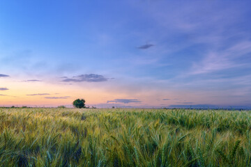 wheat sunset / agriculture wheat field during sunset