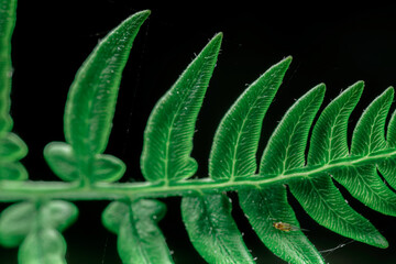 植物マクロ