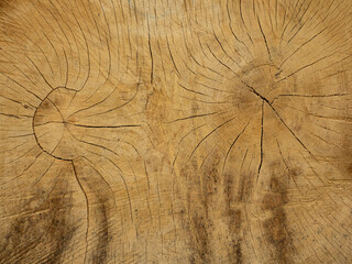 big old oak tree trunk - wood texture