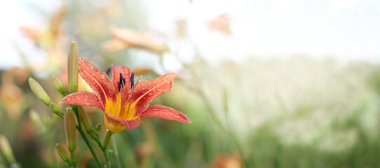 orange-red lily with drops after rain. flower decoration for garden
