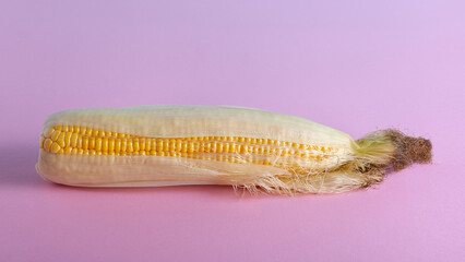 Harvest, ripe corn on a blue-pink background