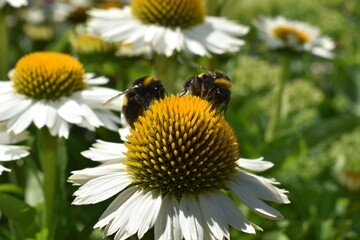 Two bumblebees collecting nectar on white coneflower in summer garden, close-up of pollination and...