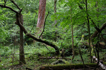 Fototapeta premium Broken oak tree remains lying