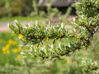 sea buckthorn branches in spring