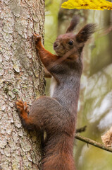 Naklejka na ściany i meble Eurasian Red Squirrel on spruce tree