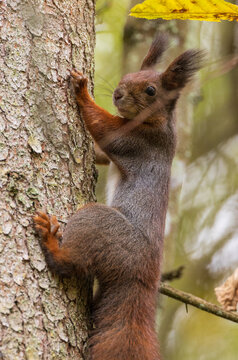 Eurasian Red Squirrel on spruce tree © Aleksander Bolbot