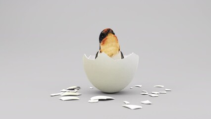 3D rendering hummingbird animation born from egg broken in first time on white background.