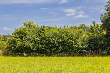 View across the meadow to a row of shrubs